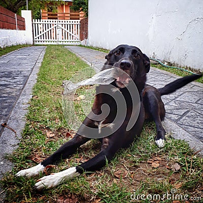Puppy dog â€‹â€‹playing with a bottle Stock Photo